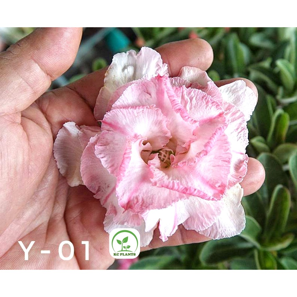 ต้นชวนชมดอกซ้อน ชวนชม ไม้มงคล ขนาดกระถาง 6 นิ้ว #Y-01