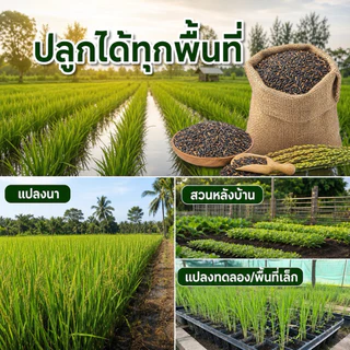 เมล็ดพันธุ์ข้าวไรซ์เบอร์รี่ ปลูกง่าย งอกไว [พันธุ์แท้ ม.เกษตร] ข้าวเปลือกคัดมือ เมล็ดสมบูรณ์ ปลูกได้ทุกพื้นที่