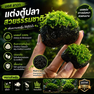 มอส🎏 (เกาะ หินลาวา) 5แถม1