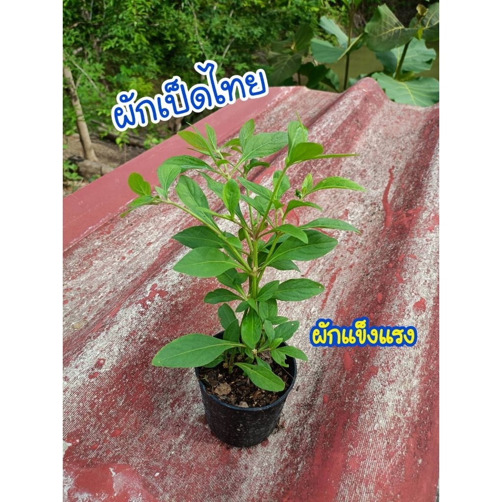 ต้นผักเป็ดไทย (ผักแข็งแรง) ต้นกล้าพร้อมปลูก