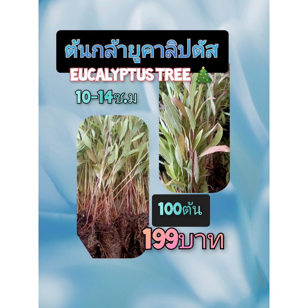 ต้นกล้ายูคาลิปตัสพร้อมปลูกขนาดกลาง 100ต้น199บาท