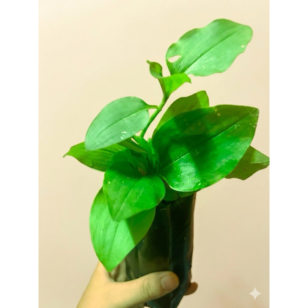 ต้นกล้าปราบใบมน (หรือ ผักปราบ) พร้อมปลูก ต้นละ 25บาท 5ต้นแถม 1 ต้น
