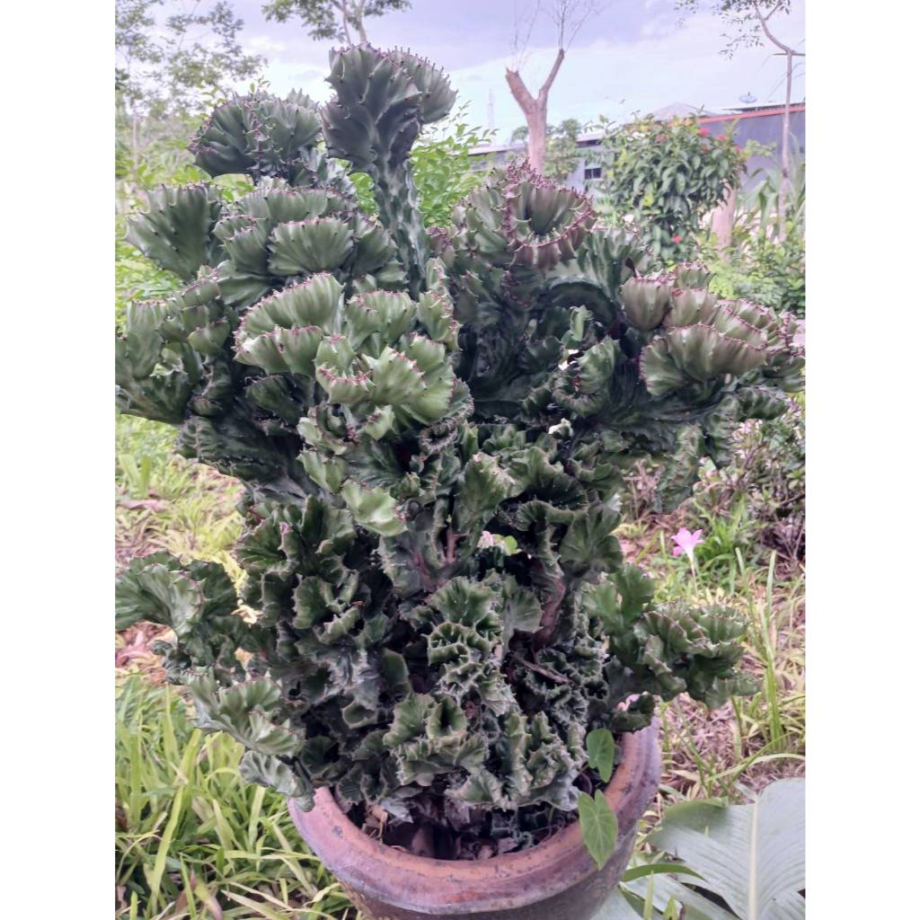 หยกกำแพงเมืองจีน📌ตัดสด ชิ้นละ 20 บาท ไม่มีดิน ไม่มีกระถาง📌อ่านรายละเอียดก่อนสั่งซื้อ
