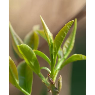 SIAM EARL GRAY TEA ชาสยามเอิลเกรย์ (SAWANBONDIN)ได้รับรางวัลที่ลอนดอนประเทศอังกฤษ แบบบรรจุ 5 Tea Bag