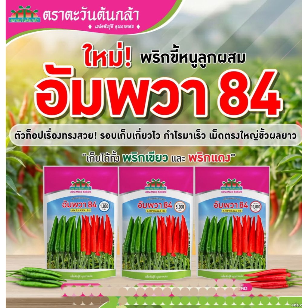 เมล็ดพันธุ์ พริกอัมพวา84ใหม่ล่าสุด