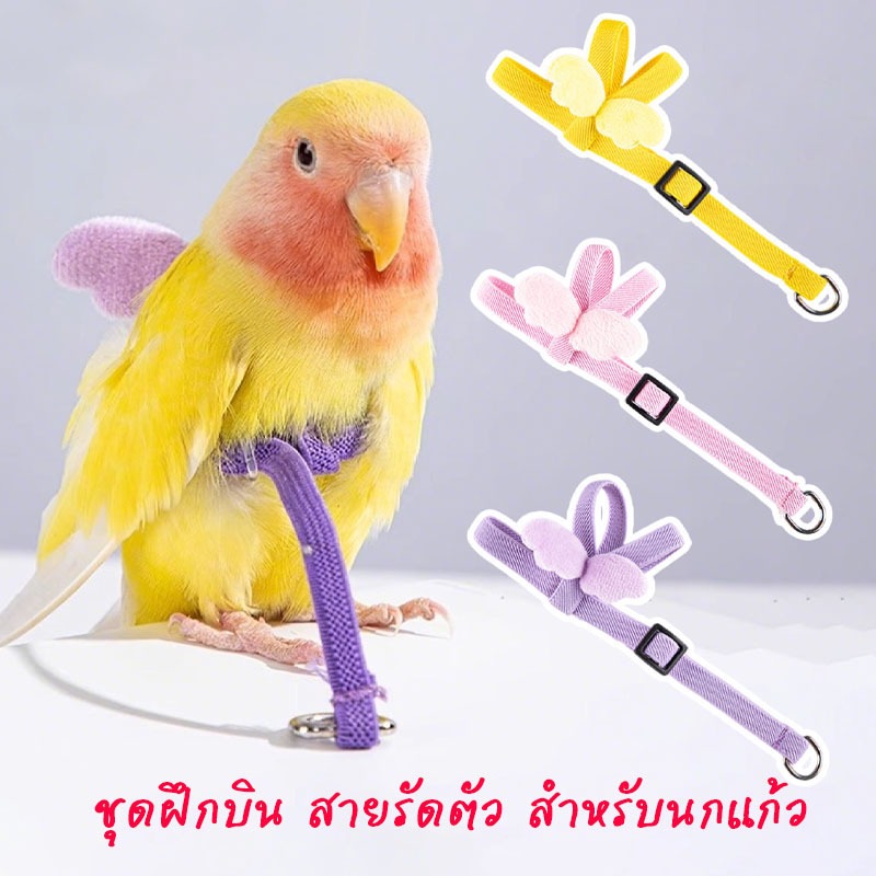 ชุดสายรัดฝึกบินสำหรับนกแก้ว เชือกฝึกบินนกแก้ว ชุดเอี๊ยมฝึกบิน สายจูงนก เชือกจูงนก ปรับขนาดได้ อุปกรณ์เลี้ยงนก