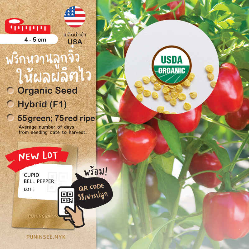 เมล็ดผักนำเข้า พริกหวานจิ๋ว Sweet Bell Pepper (Organic F1) ปลูกง่าย ทนทาน ลูกเล็ก มาไว Snack Size