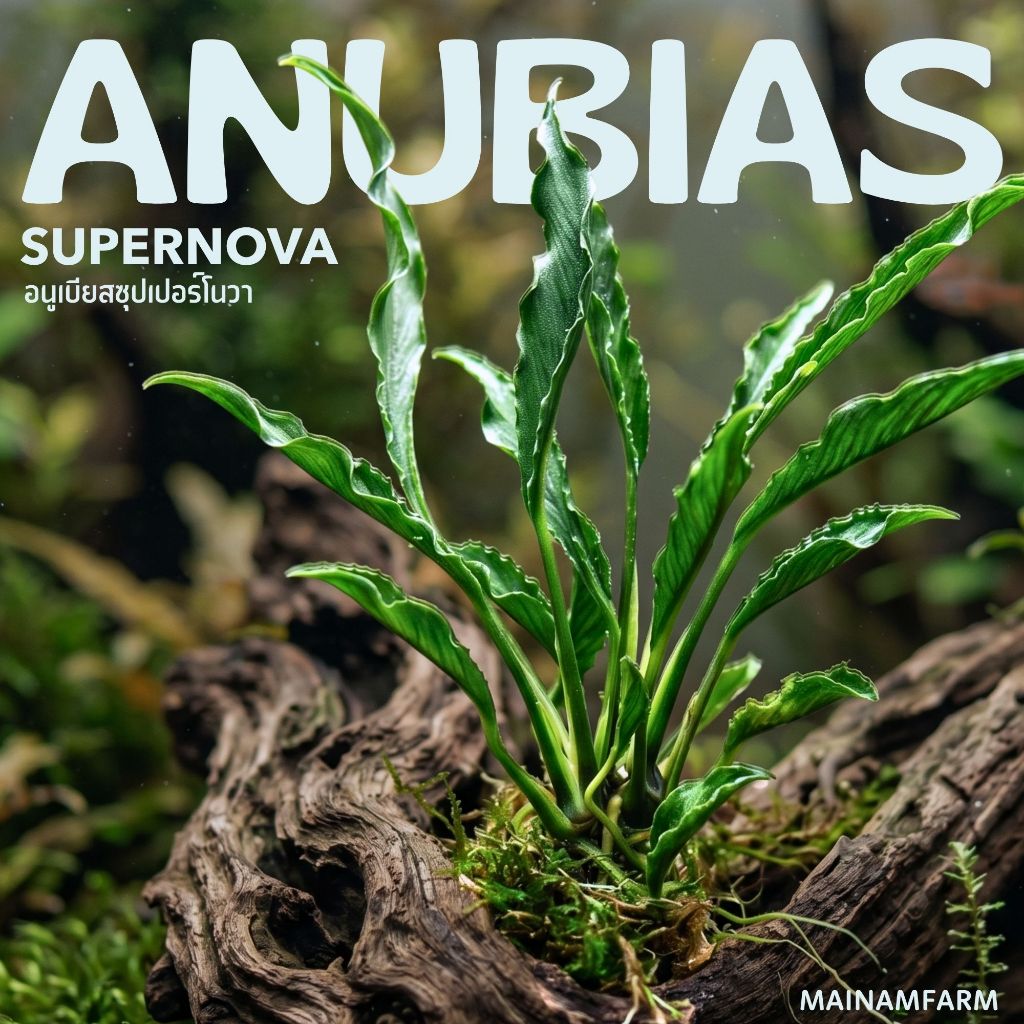 อนูเบียส ซุปเปอร์โนวา (พันธุ์หายาก) เลือกขนาดได้ - Anubias heterophylla ‘Supernova’