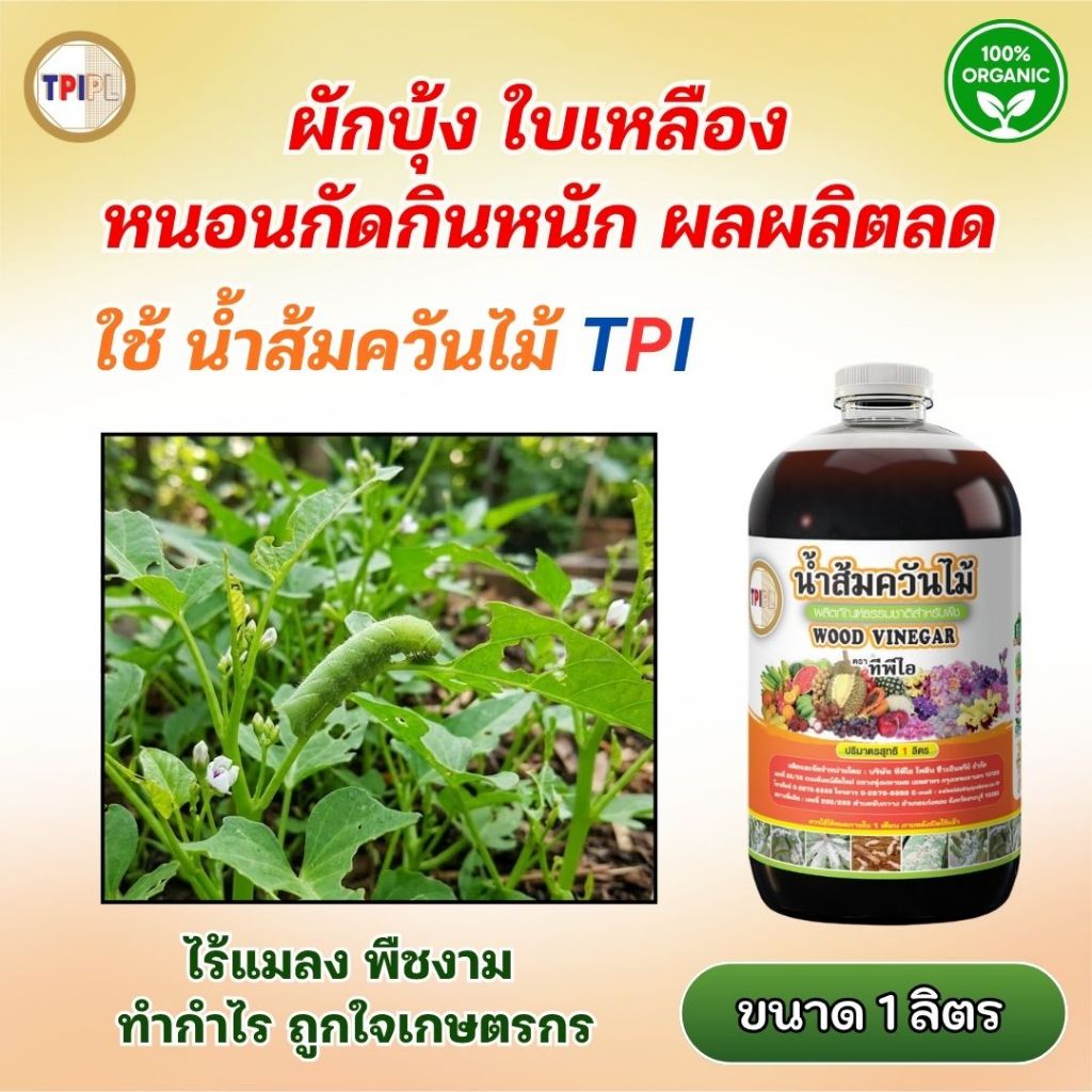 ผักบุ้ง ใบเหลือง หนอนกัดกินหนัก น้ำส้มควันไม้ TPI ช่วยลดแมลงรบกวน ใช้ได้ทุกระยะ ขนาด 1 ลิตร