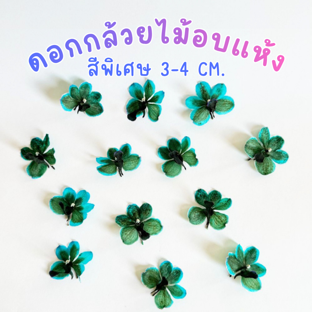 Prosco | ดอกกล้วยไม้อบแห้ง สีพิเศษ ขนาด 3-4 cm. สำหรับงานเรซิ่น จิวเวอรี่ craft พร๊อพถ่ายรูป
