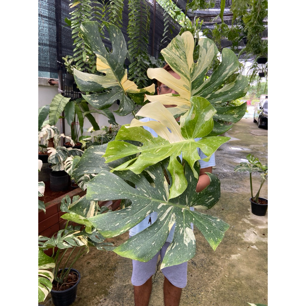Monstera Thai Constellation (มอนสเตอร่า ไทคอน) เป็นไม้ประดับยอดนิยมที่มีต้นกำเนิดจากการเพาะเลี้ยงเนื้อเยื่อในไทย