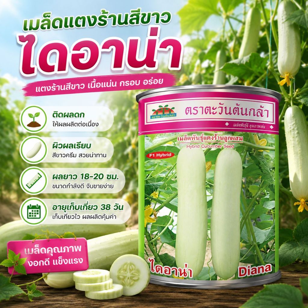 เมล็ดแตงร้าน ไดอาน่า ตราตะวันต้นกล้า F1 ขนาด20กรัม เมล็ดพันธุ์แตงร้านสีขาว เมล็ดแตงร้านสีขาว