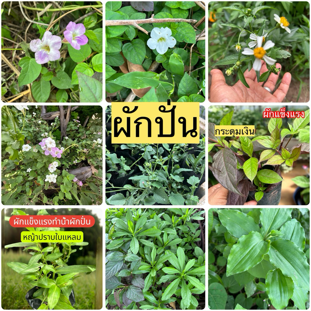 ต้นพันธุ์ผักแข็งแรง11-12ชนิด(สูตรหมอเขียว)ทำน้ำผักปั่น น้ำคลอโรฟิลล์