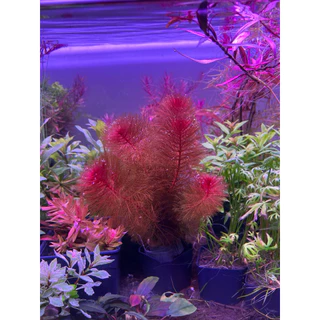 [Min] Myriophyllum Red ขนนกแดง แดงง่าย เลี้ยงบ่อใช้แสงธรรมชาติได้ ใช้ไฟไม้น้ำสีจะแดงสดมากๆ ไม้น้ำnoco2ได้ 5ต้นต่อชุด