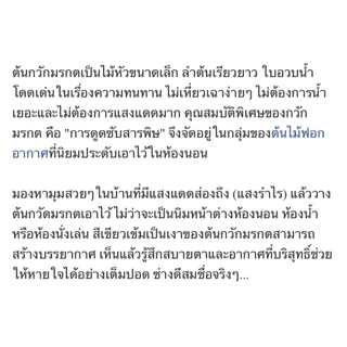 ต้นกวักมรกต เรียกเงินเรียกทรัพย์ ต้นไม้มงคลตกแต่งห้องนอน ไม้ฟอกอากาศ(มีให้เลือกหลายแบบจ้ะ)
