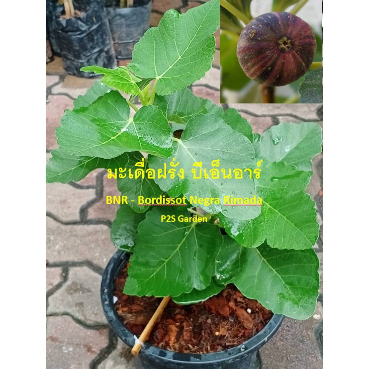 ต้น มะเดื่อฝรั่ง บีเอ็นอาร์ BNR - Bordissot Negra Rimada ต้นเสียบยอด/ติดตา ตออิรักกี้ ใบกำลังฟู สวยม