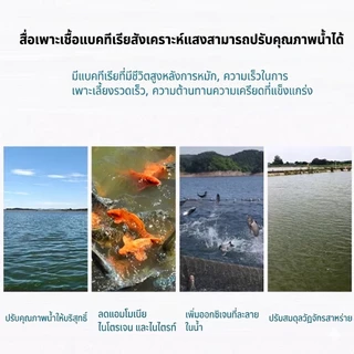 จุลินทรีย์ดูแลสมดุลในระบบน้ำ อ่างปลา ตู้ไม้น้ำ บำรุงปลา บำรุงต้นไม้น้ำ สังเคราะห์แสง PSB สารสกัดจากยีส | living Inside