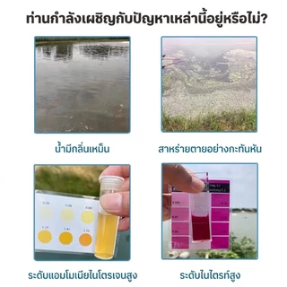 จุลินทรีย์ดูแลสมดุลในระบบน้ำ อ่างปลา ตู้ไม้น้ำ บำรุงปลา บำรุงต้นไม้น้ำ สังเคราะห์แสง PSB สารสกัดจากยีส | living Inside