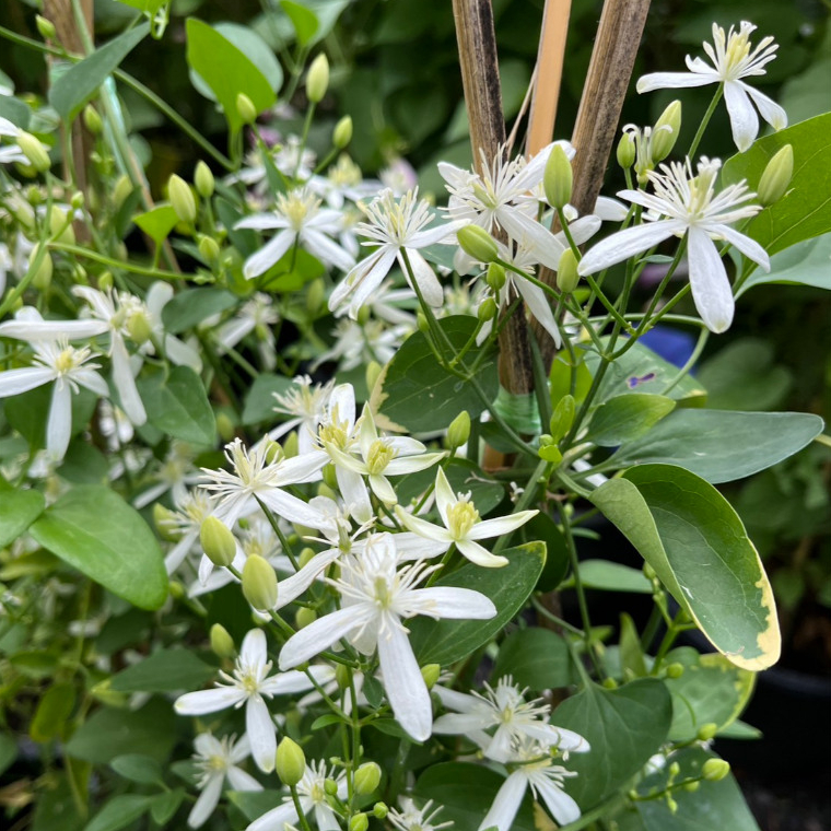 พวงวิวาห์ หรือพวงแก้วมณี ไม้เลื้อยดอกหอมสีขาวดอกเยอะสวยมากๆ Clematis paniculata, Sweet autumn vine