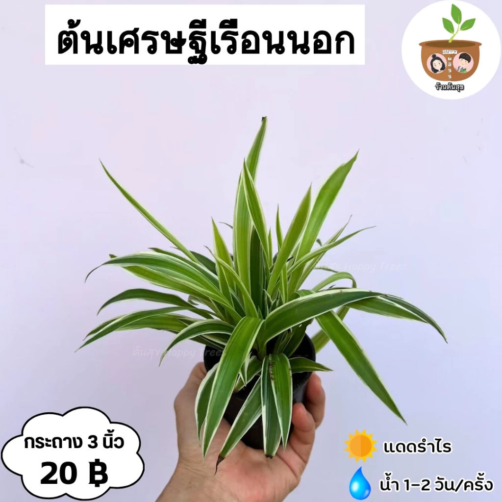 ต้นเศรษฐีเรือนนอก จัดส่ง 2 ต้นขึ้นไปคละแบบไหนก็ได้