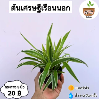 ต้นเศรษฐีเรือนนอก จัดส่ง 2 ต้นขึ้นไปคละแบบไหนก็ได้