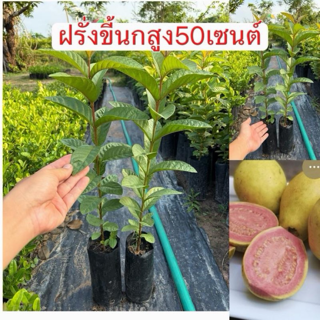 ต้นฝรั่งขี้นกสูง50เซนต์ (ชุด2ต้น) เพาะเมล็ด