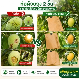 🥭พร้อมส่ง🥭ถุงห่อผลไม้คาร์บอน 100ใบ ถุงห่อมะม่วง ฝรั่ง ชมพู่ กันแมลง กันนก กันแดด กันฝน ผิวสวย ระบายอากาศดี 20x25/20x30