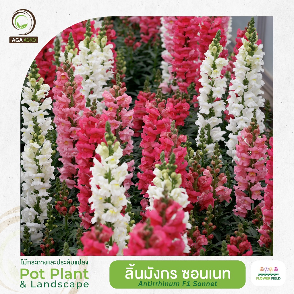 AGA AGRO I "ลิ้นมังกร ซอนเนท" พันธุ์ยอดนิยม 100เมล็ด-Antirrhinum F1 Sonnet