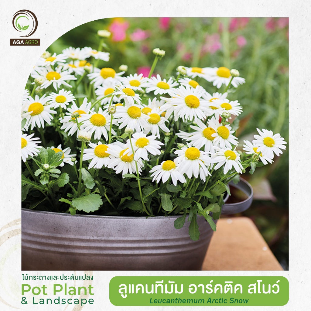 AGA AGRO I "ลูแคนธีมัม อาร์คติค สโนว์" ดอกเล็ก 100 เมล็ด-Leucanthemum Artic Snow