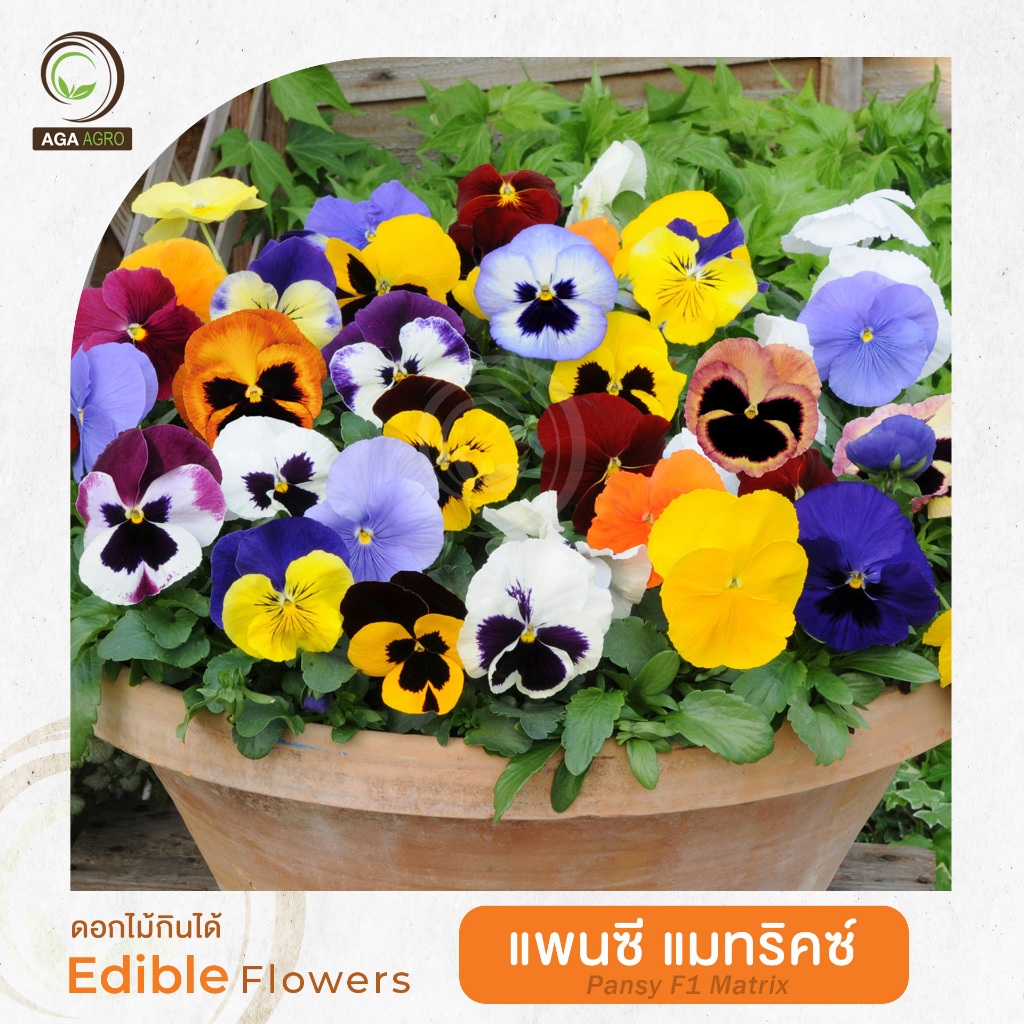 AGA AGRO I "แพนซี แมทริคซ์" พันธุ์ดอกใหญ่ 100 เมล็ด-Pansy F1 Matrix