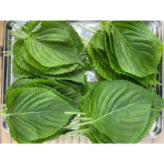 ใบงาเกาหลีสด 100 ใบ Korean Perilla Leaf ใบชิโสะโอบะขนาด XL