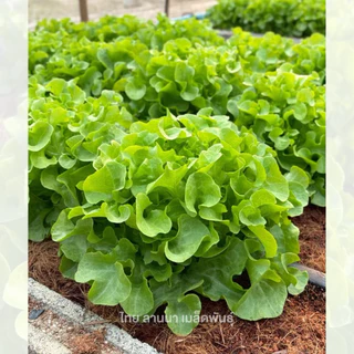 เมล็ดพันธุ์ผักสลัด กรีนโอ๊ค พันธุ์อลิแกรนท์ (เอเวอร์กรีน) ( ขนาด 0.5 กรัม ) ( เมล็ดเปลือย ) รหัสสิค้า 3007