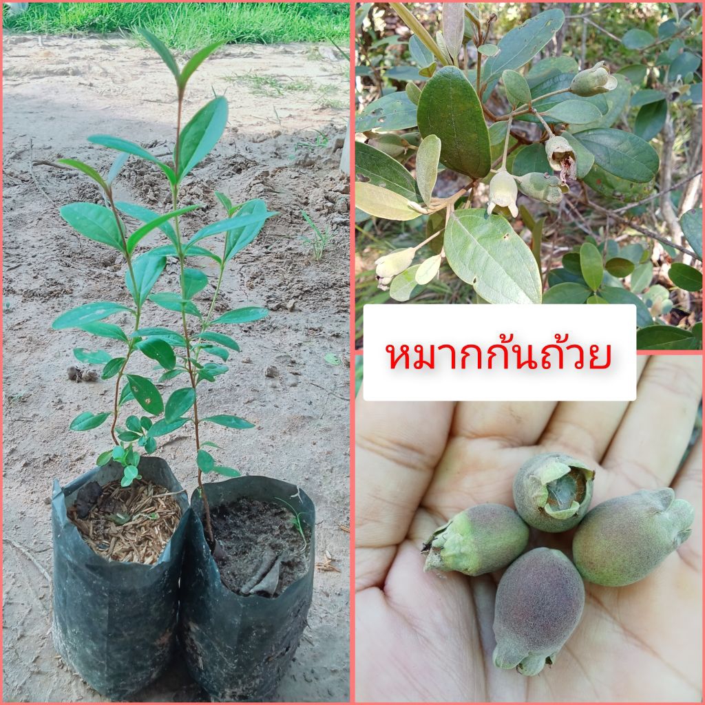ต้นพันธุ์หมากก้นถ้วย🌱ต้นพันธุ์เพราะเมล็ด