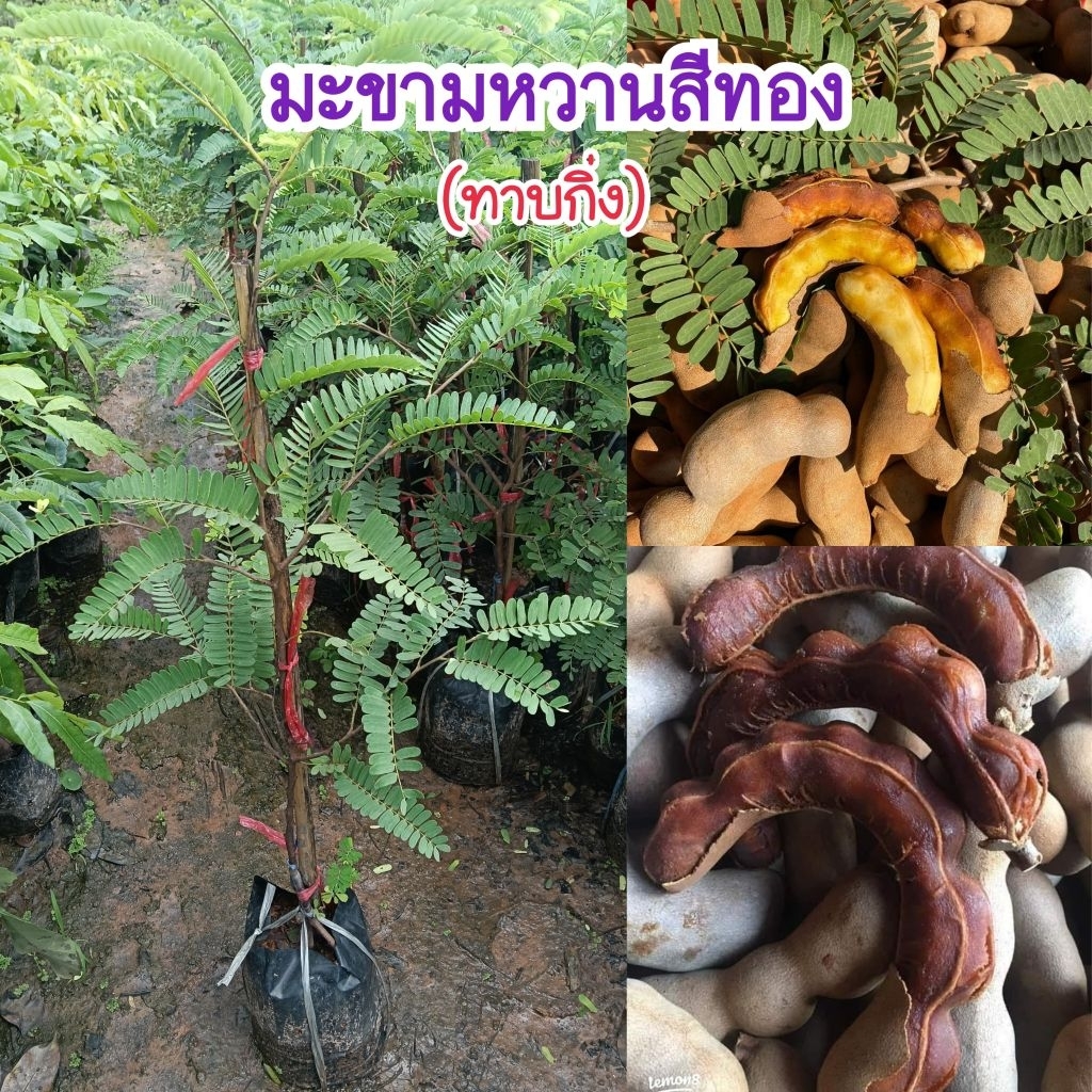 ต้นมะขามหวานพันธุ์สีทอง (ทาบกิ่ง) สูง 70-90 ซม. ปลูก 1 ปีติดผล