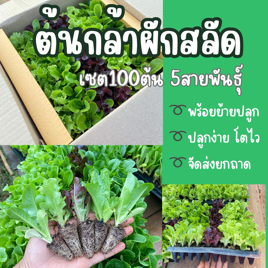 ต้นกล้าผักสลัด5 สายพันธุ์(100ต้น)