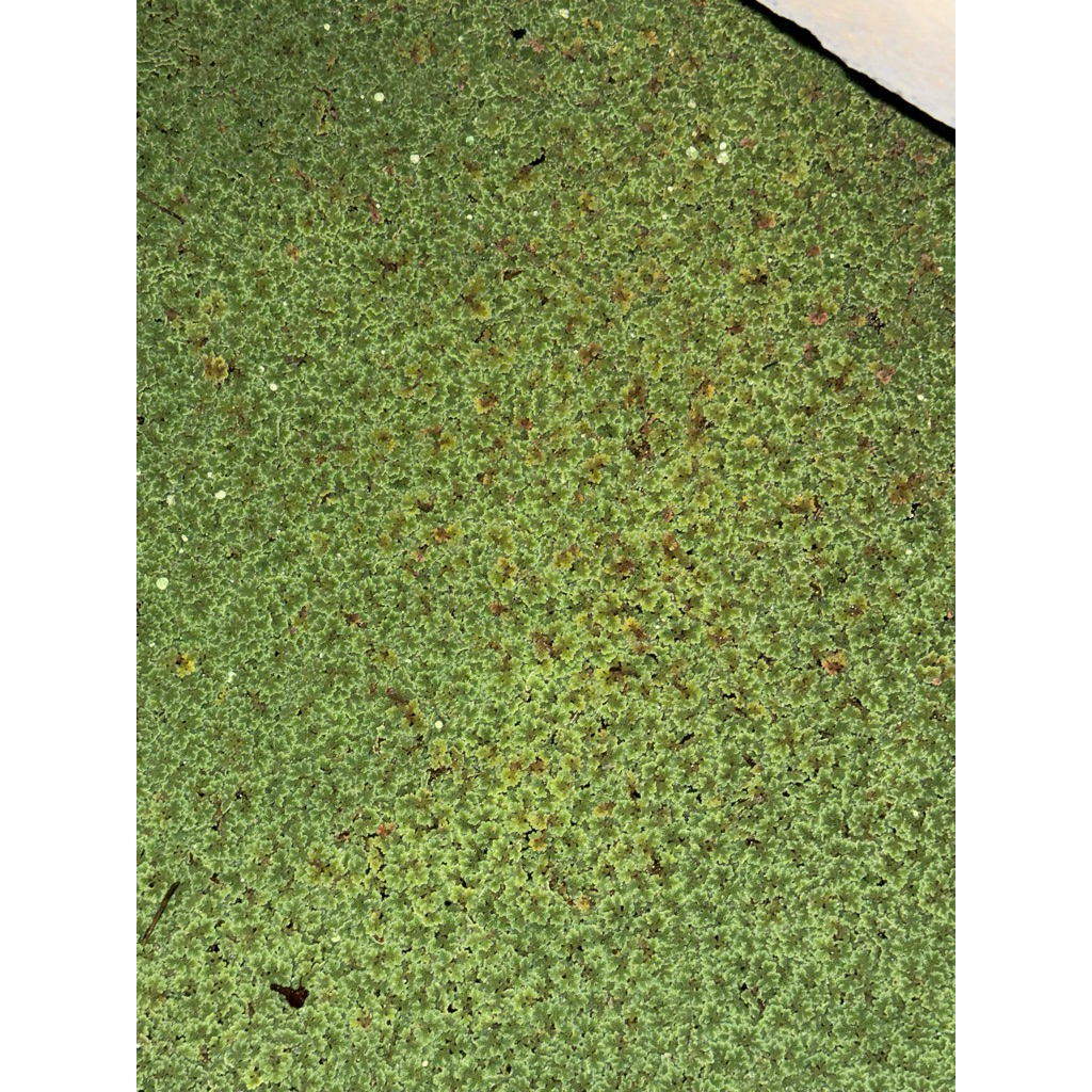 แหนแดง (Azolla) เป็นเฟิร์นน้ำขนาดเล็กที่ลอยอยู่บนผิวน้ำ  ควรให้โดนแดดไม่ควรอยู่ในร่ม