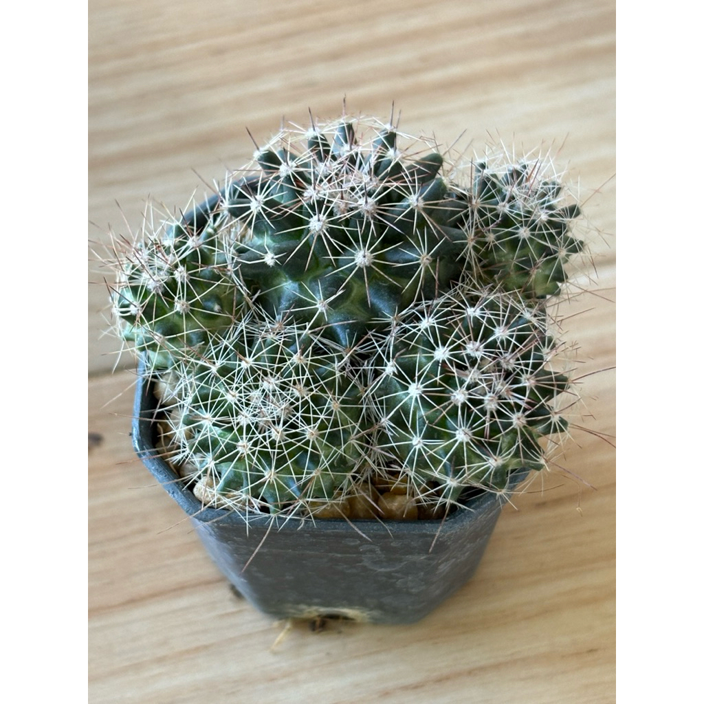 เกาเมอรี่ แคคตัส(Guameriicactus)กระถาง 4-5 ต้น โตพร้อมแยก 🌸🌸3 ภาพสุดท้ายเป็นตัวอย่างดอก
