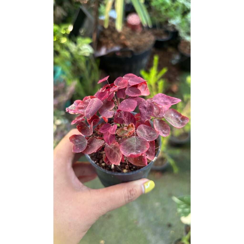 #โพธิ์แดงแคระ #โพธิ์แดงนำโชค พร้อมกระถาง  #Euphorbia cotinifolia #โพธิ์แดงแคระ เป็นไม้พุ่มยืนต้น ผลัดใบ ใบรูปหัวใจ