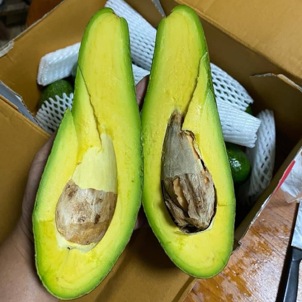 อะโวคาโด 034 ส่งตรงจากสวน เชียงใหม่🥑