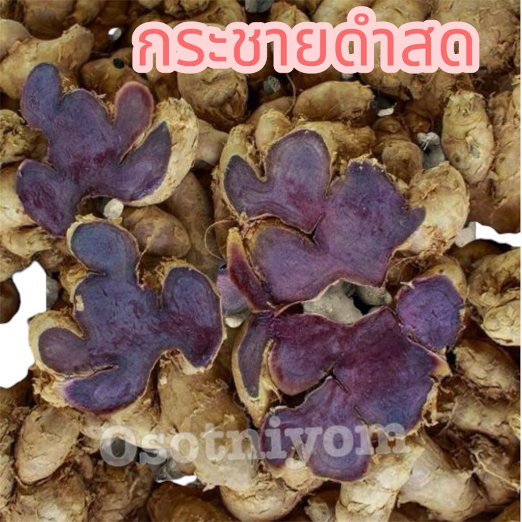 กระชายดำสด หัวใหญ่ดำ คัดพิเศษ✅ขนาด 300,500กรัม✅พร้อมส่ง