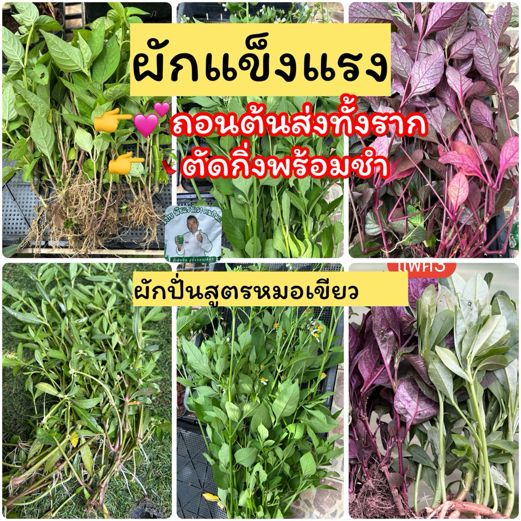 กิ่งพันธุ์ผักแข็งแรง 11-12ชนิด สูตรหมอเขียว(ตัดสดทุกวัน)
