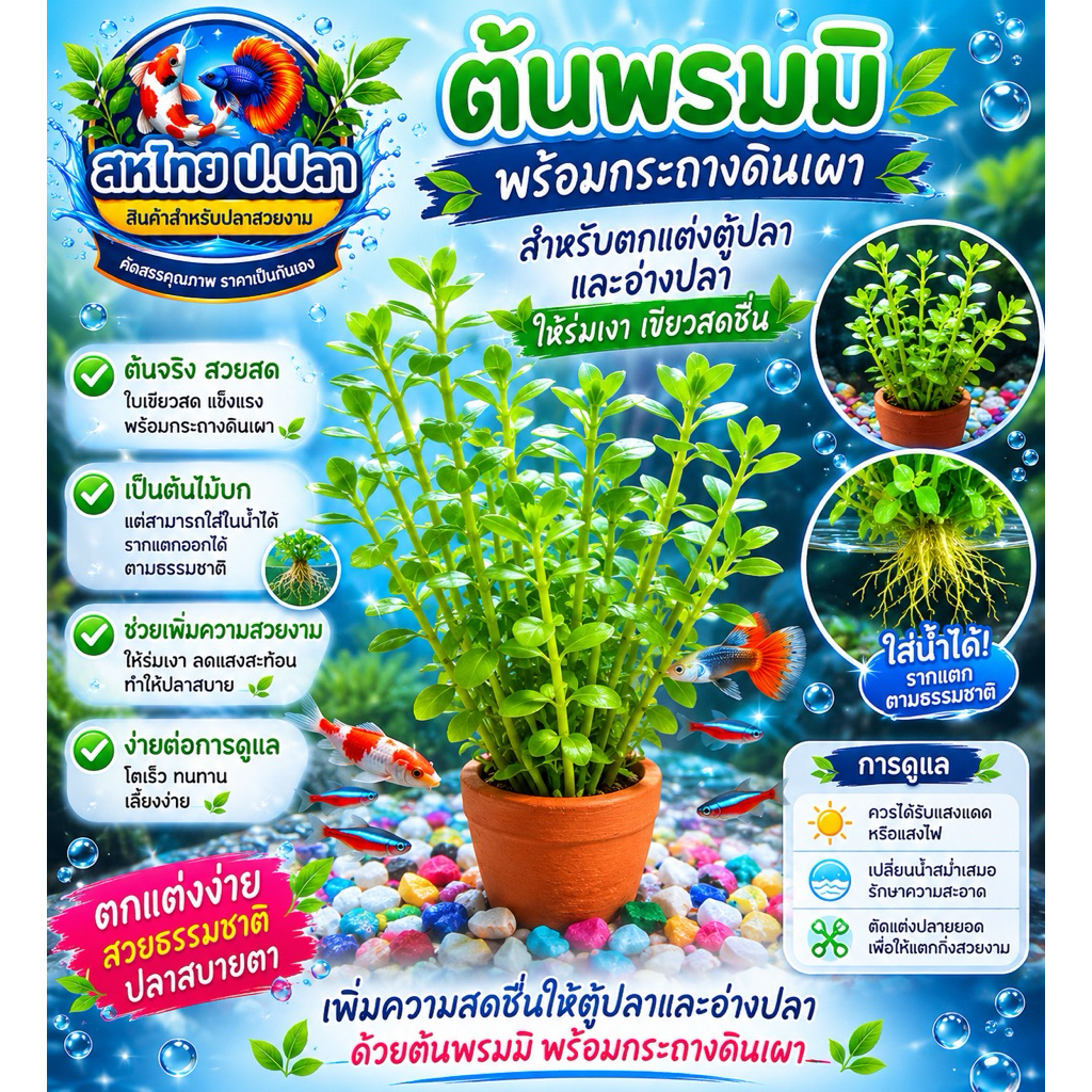 ต้นไม้น้ำ พรมมิ พร้อมกระถาง (7กระถางแถม1กระถาง)ราคาต่อกระถาง ให้ร่มเงา ใส่แล้วเขียวสดชื่น ตดแต่งตู้สวยงาม ทนทาน