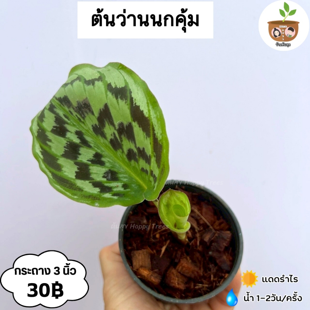 ต้นว่านนกคุ้ม จัดส่ง 2 ต้นขึ้นไปคละแบบไหนก์ได้