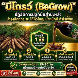 [ส่งไว❤️รับประกันของแท้] บีโกรว์ B grow 100 ซีซี ฉีดได้10ไร่ เพิ่มภูมิคุ้มกัน เร่งลำเลียงอาหาร รากยาวข้าวแตกกอเยอะ