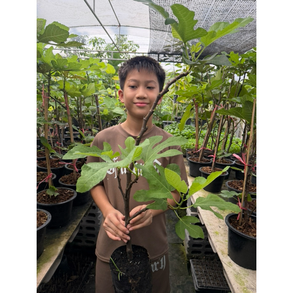 ไวท์อิสาเอล ถ่ายจากต้นจริงหน้าร้าน แข็งแรงพร้อมปลูกทุกต้น