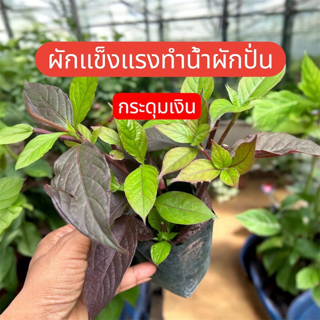 กระดุมเงิน ผักแข็งแรง ทำน้ำผักปั่นสูตรหมอเขียว กินสดกินสุกได้ บำรุงเลือด