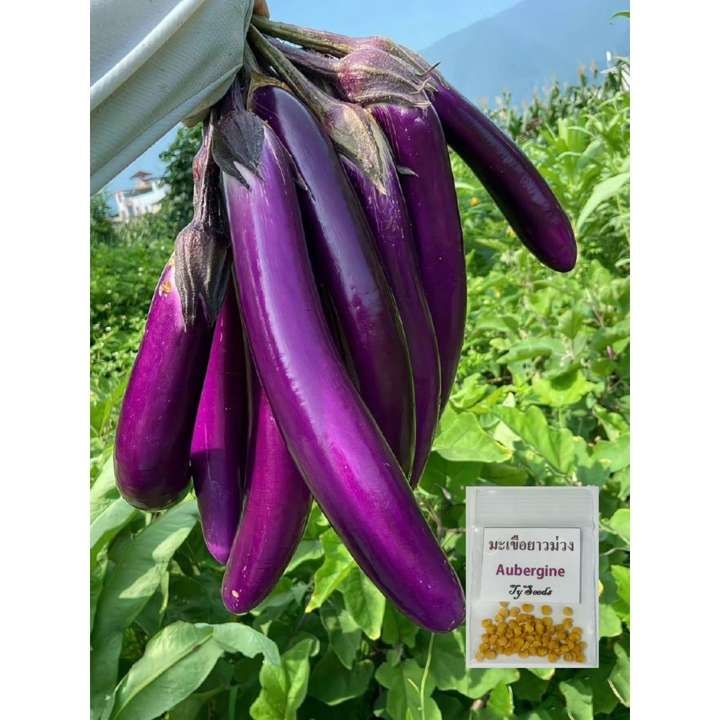 เมล็ดพันธุ์ มะเขือยาวสีม่วง 50 เมล็ด [ 10แถม2 ] คละได้