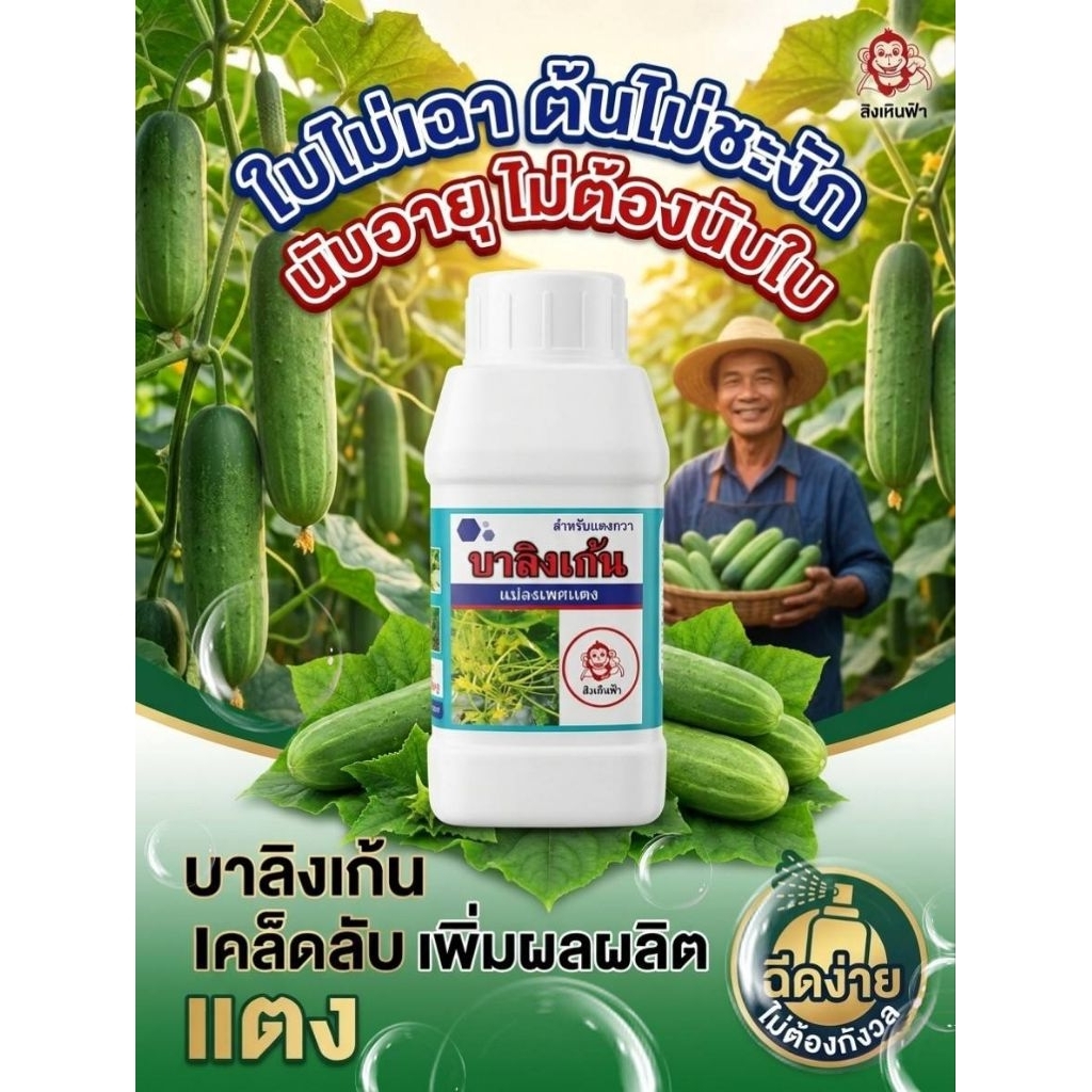 บาลิงเก้น สำหรับแตงกวา แตงร้าน