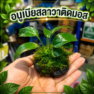 อนูเบียส(ลาวาติดมอส) แต่งตู้ปลา