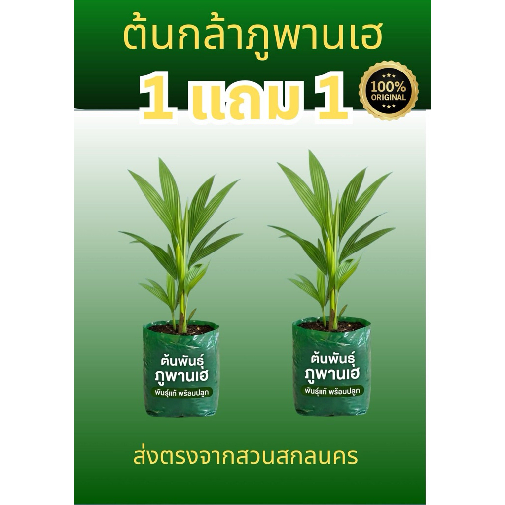 ต้นภูพานเฮ  1  แถม 1  ต้นพืชเศรษฐกิจใหม่จากสวนสกลนครของแท้ 100% ยินดีรับคืน